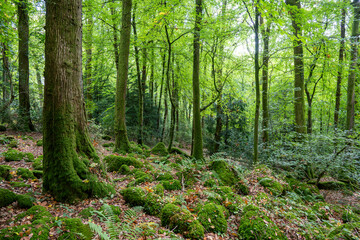 early autumn in the woods