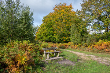 bench in autumn park