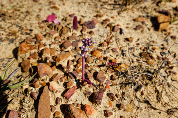 Fynbos plants and flowers along the hiking trail in the arid Biedouw Valley, South Africa.