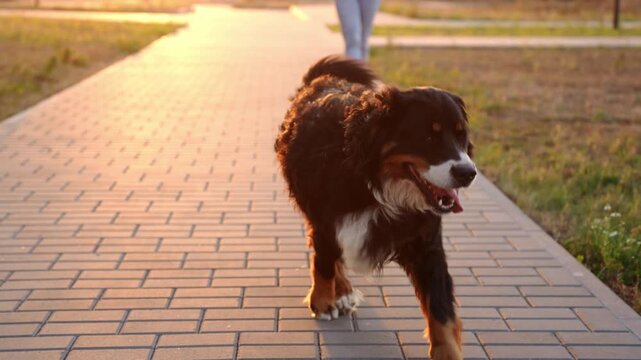 Cute and playful Bernese Mountain Dog runs along sidewalk with its tongue hanging out as its owner walks in front of it at sunset. Pet walking concept. Walking a pet without a leash