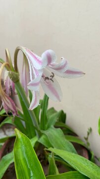 Close-up video of a blooming Crinum lily with water droplets, showcasing the beauty and freshness of nature. ideal for nature backgrounds or meditative visuals.