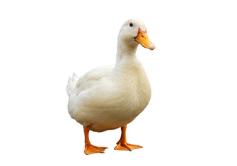 Domesticated white duck isolated PNG, farm animal with orange beak and feet on transparent background