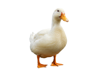Domesticated white duck isolated PNG, farm animal with orange beak and feet on transparent background