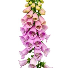 Pink Foxglove flowers cascade downward,  showing detailed petal structures