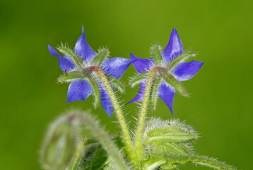 blue flower