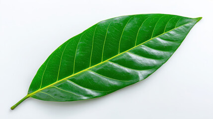 Fototapeta premium Shiny green leaf botanical leaf single leaf isolated leaf tropical leaf glossy leaf