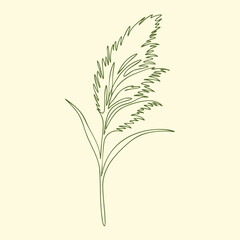 Fototapeta premium Delicate botanical of a tall grass with feathery seed heads and slender leaves, showcasing natural plant elegance and fine detail