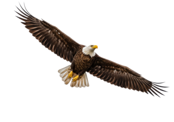 Majestic bald eagle soaring with outstretched wings isolated PNG, powerful bird of prey on transparent background, symbol of freedom and strength