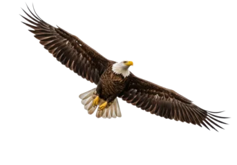 Selbstklebende Fototapeten Adler Majestic bald eagle soaring with outstretched wings isolated PNG, powerful bird of prey on transparent background, symbol of freedom and strength  © Hughes