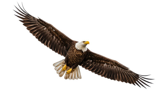 Majestic bald eagle soaring with outstretched wings isolated PNG, powerful bird of prey on transparent background, symbol of freedom and strength