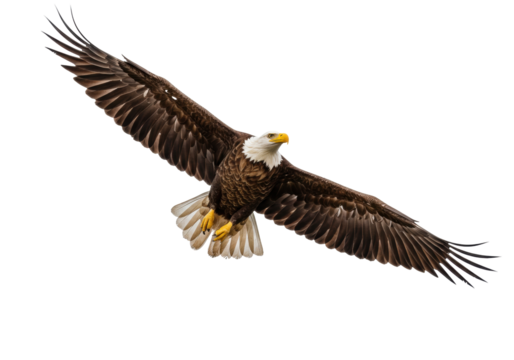 Majestic bald eagle soaring with outstretched wings isolated PNG, powerful bird of prey on transparent background, symbol of freedom and strength