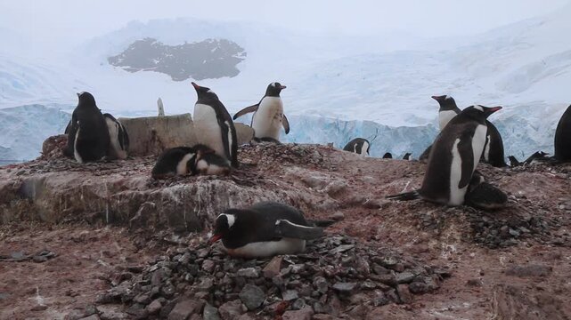 Penguin parent with chick at nest