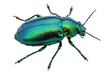 Iridescent green beetle isolated on transparent background, close-up macro shot of a colorful insect for biology and nature studies