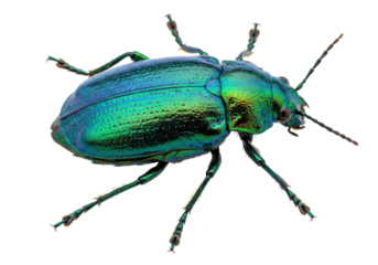 Iridescent green beetle isolated on transparent background, close-up macro shot of a colorful insect for biology and nature studies