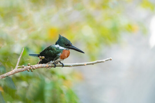 Amazon Kingfisher