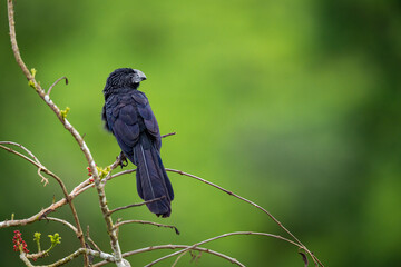 Groove-billed ani on branch