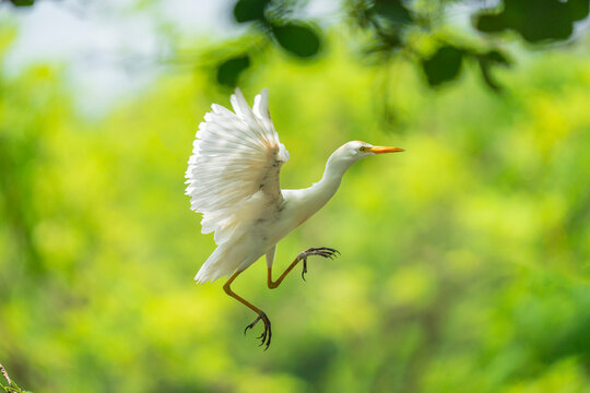 Cattle egret in flight
