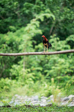Rooster on outdoor log