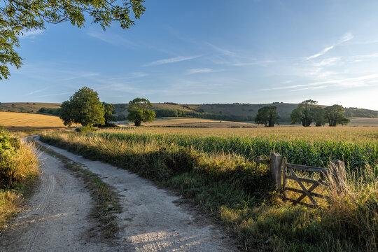 A pathway alongside agricultural fields in rural Sussex, on a sunny summer's day