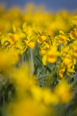 Obraz premium An abundance of daffodils blooming in the spring sunshine, with selective focus