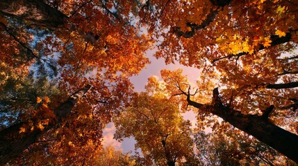 View from below, treetops in red, orange, yellow, autumn sky framed in golden forest canopy.