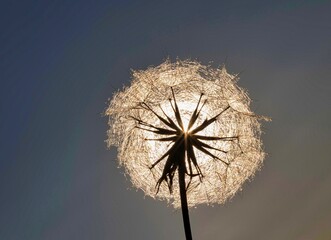Pusteblume im Gegenlicht