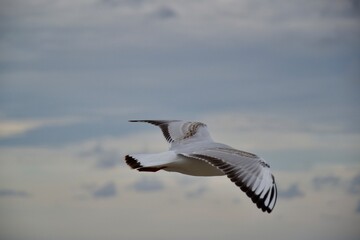 seagull in flight