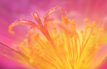 Highly Detailed Macro of Yellow Pollen on Flower with Vibrant Pink Background – Perfect for Scientific, Educational, and Creative Design Projects