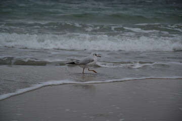 seagull on the beach
