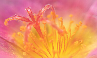 Highly Detailed Macro of Yellow Pollen on Flower with Vibrant Pink Background – Perfect for Scientific, Educational, and Creative Design Projects