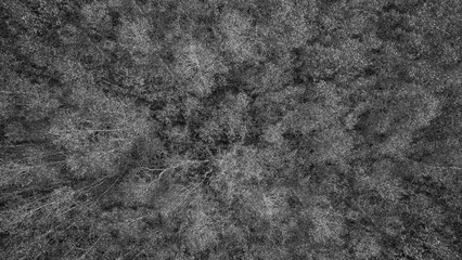 Aerial view of a black and white forest: numerous trees and leaves on the ground. Drone photography...