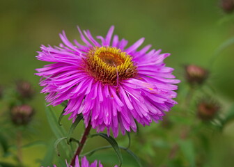 purple flower