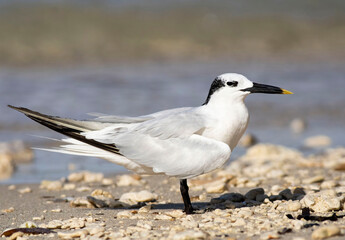 Tern