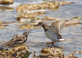 Sandpiper