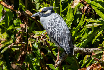 Heron