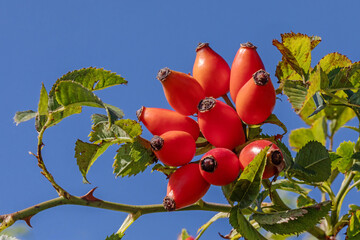 Zweig mit roten Früchten (Hagebutten), Blättern und Stacheln der Hundrose (Rosa canina, Heckenrose, dog rose) mit blauem Himmel im September
