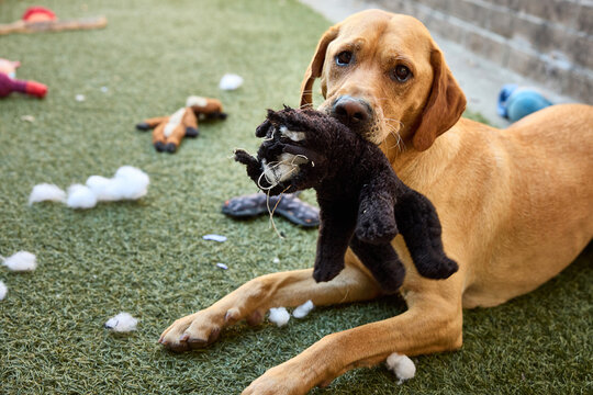Guilty-looking dog holding a torn-up stuffed toy.