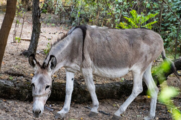 Donkey in Rustic Woodland Setting