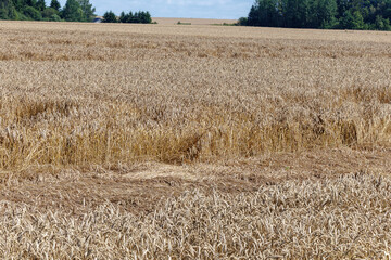 Fototapeta premium Flattened wheat field after summer rain and wind