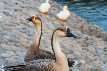 Obraz premium Geese at the Water Edge