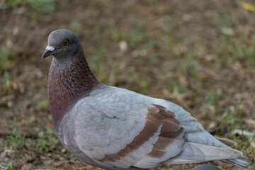 Portrait of a Pigeon with Brown Markings