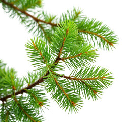 Close-up view of lush green pine needles on a branch, isolated