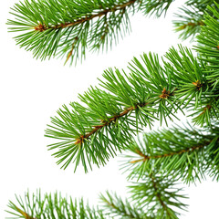 Obraz premium Close-up of vibrant green evergreen branches with snowy tips on black