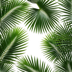 Lush green palm fronds against black backdrop, tropical aesthetic