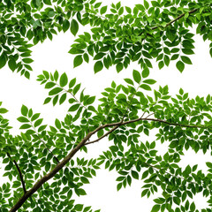 Obraz premium Overhead view of vibrant green leaves with branches against black background