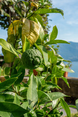 Zitrone - Limette an einem Baum