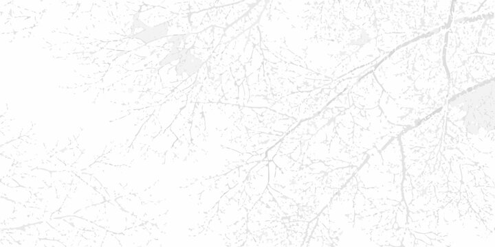 Delicate winter tree branches silhouetted against a bright white sky