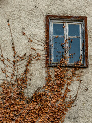 Schäden an der Hauswand durch wild wachsendes Efeu