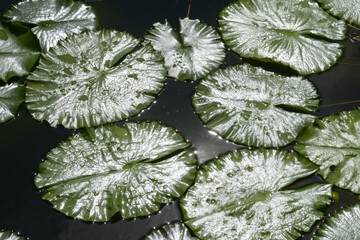 スイレンの葉　葉模様