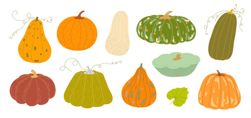 Pumpkins set hand drawn vector illustration in warm orange colors, vegetable for seasonal autumn, fall holidays celebration design, healthy vegetarian diet ingredient, Thanksgiving, Halloween clipart